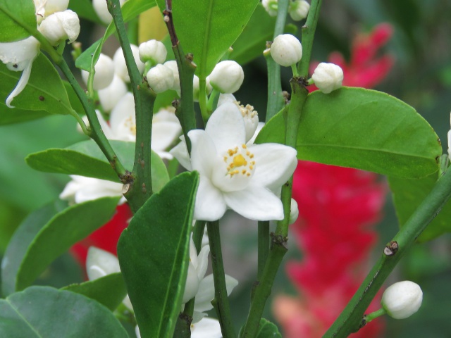 シークァーサーの花