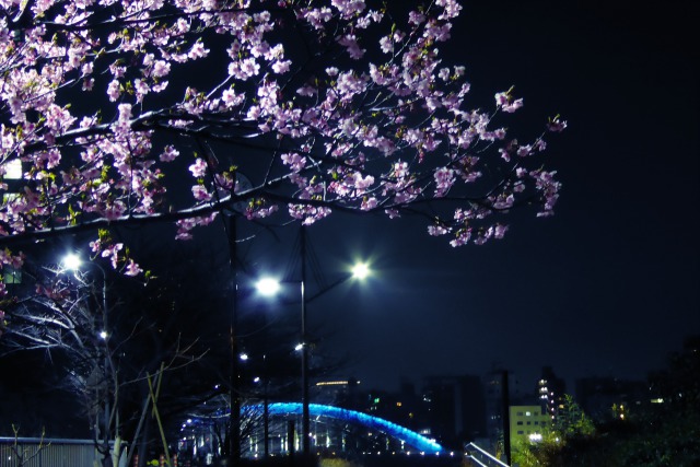 永代橋と桜