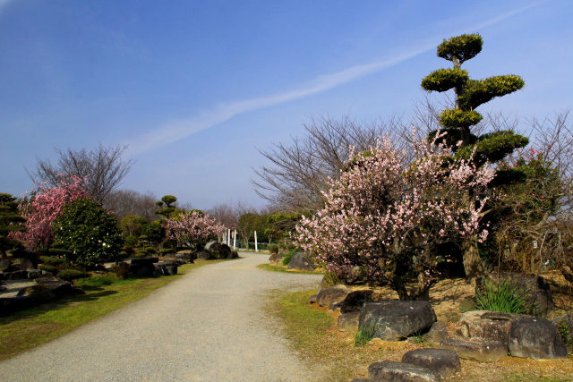 日本庭園の梅