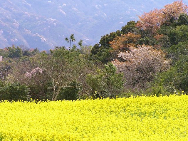 菜の花とヤマザクラ