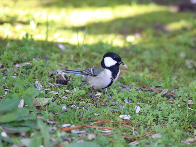 シジュウカラ8