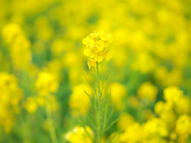 菜の花