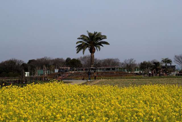 菜の花畑とフェニックス