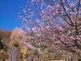 中日桜