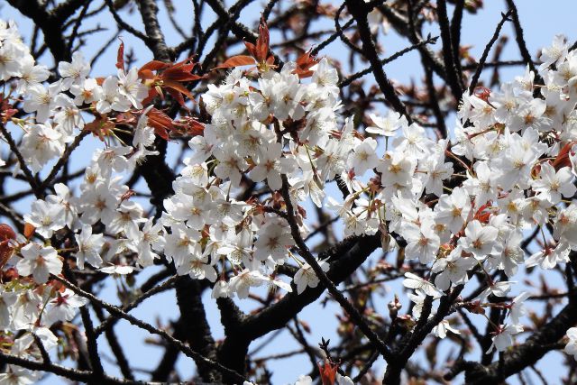 山桜