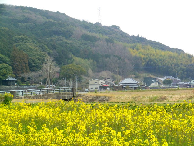 菜の花の咲く頃