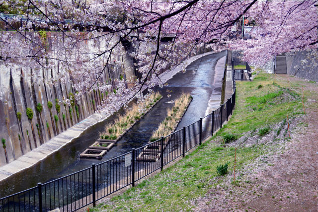 春の石神井川・2