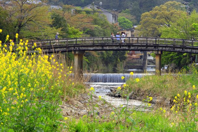 菜の花咲く嵐山