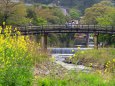 菜の花咲く嵐山