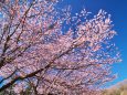 中日桜