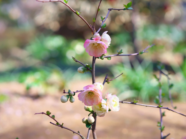 散歩道の花たち