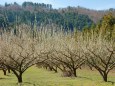 若狭町の梅花