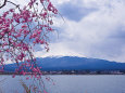 富士山としだれ桜