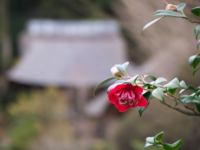 椿の花