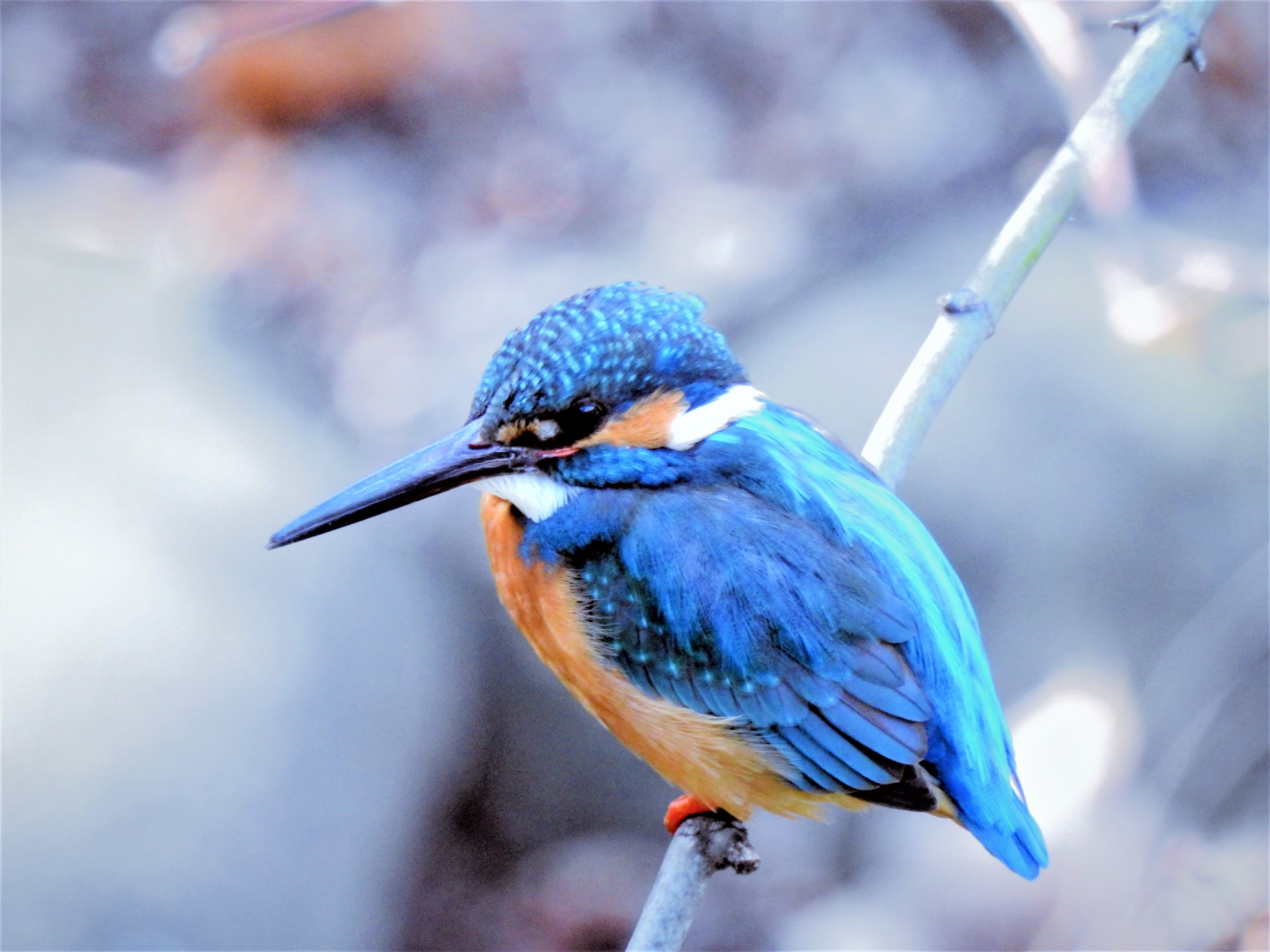 動物 鳥 カワセミ 壁紙19x1440 壁紙館