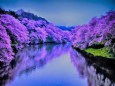 千鳥ヶ淵の桜