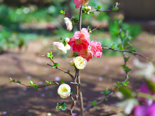 散歩道の花たち