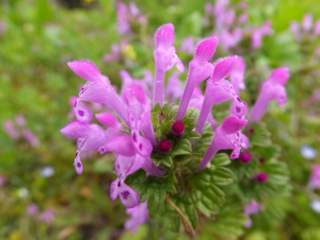 花 植物 春のかわいい 壁紙館