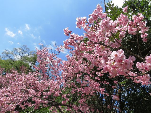 陽光桜咲く頃