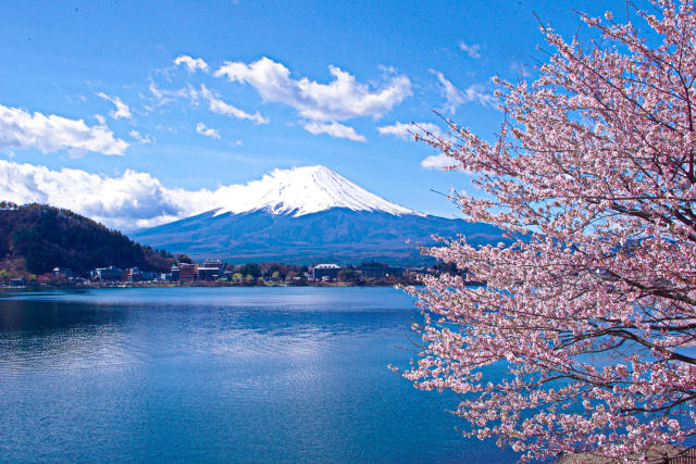 富士山と桜