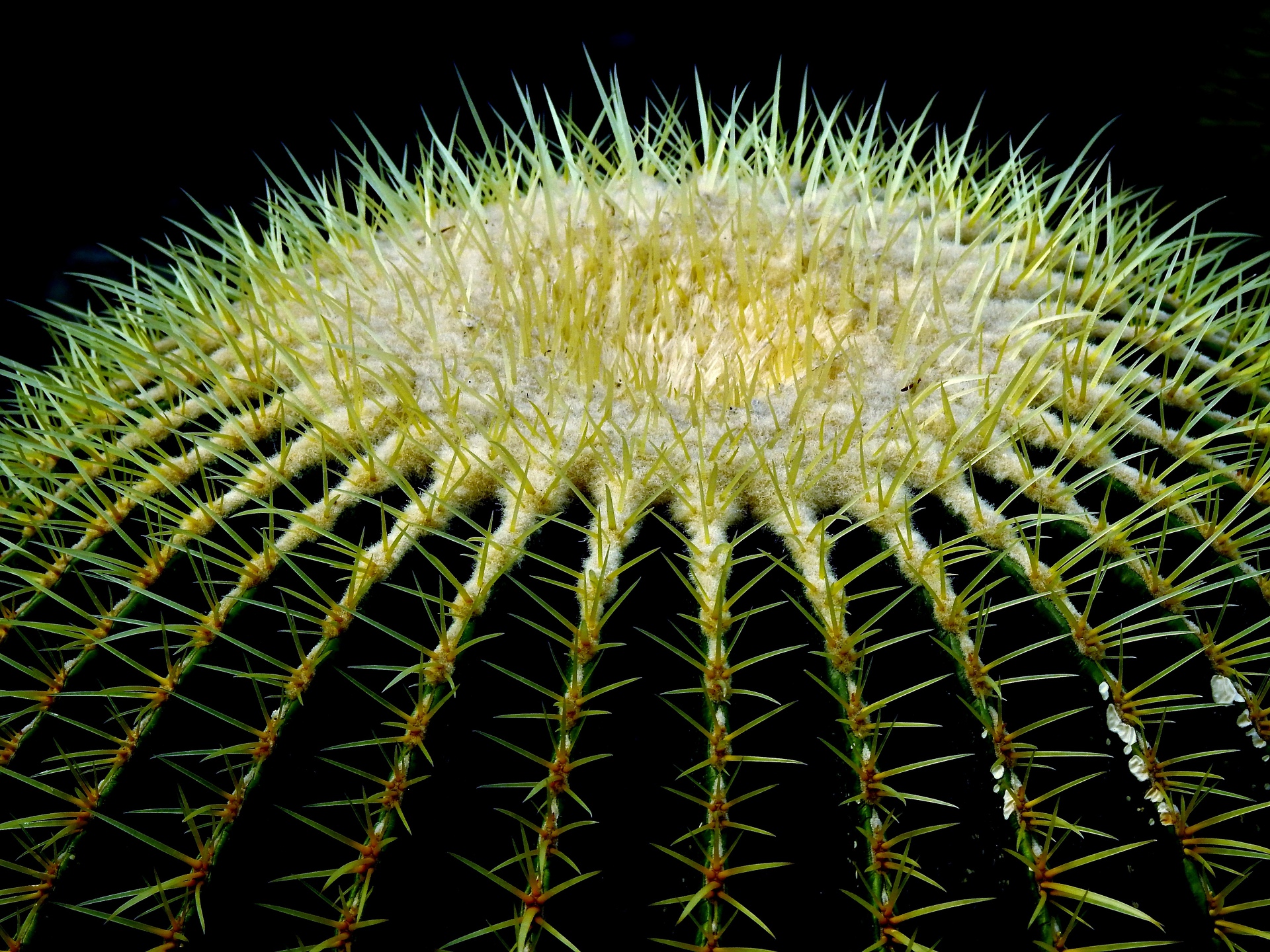 花 植物 サボテン 壁紙19x1440 壁紙館