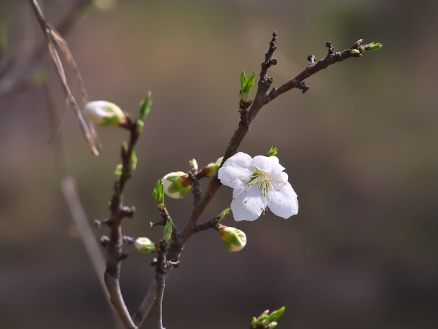 散歩道の花たち