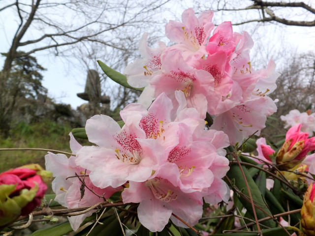 あでやかシャクナゲの花