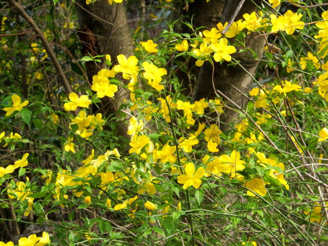 山道に咲いていた花