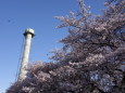 神田川の桜