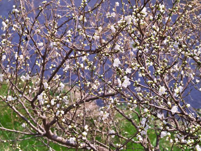 散歩道の花たち