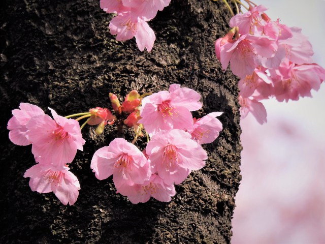 胴吹き桜