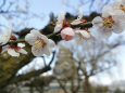 松本城の梅満開