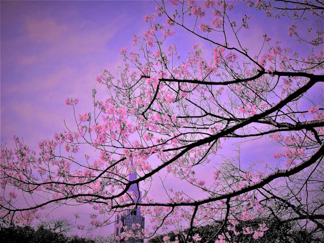 ドコモタワーと小彼岸桜