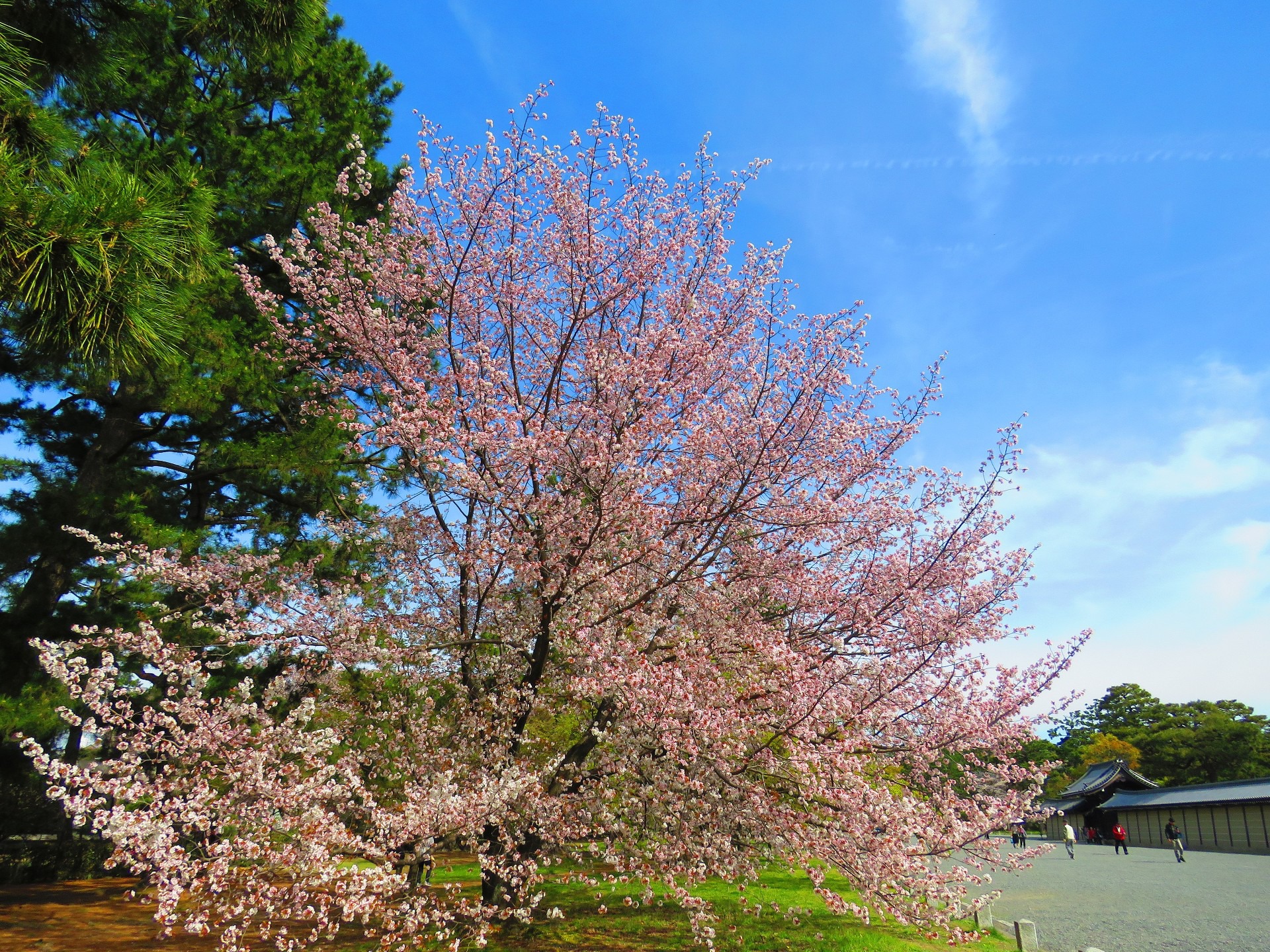 日本の風景 桜咲く頃 京都御所前の桜 壁紙19x1440 壁紙館