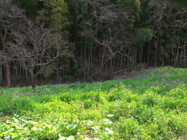 春の野原