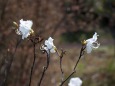 散歩道の花たち