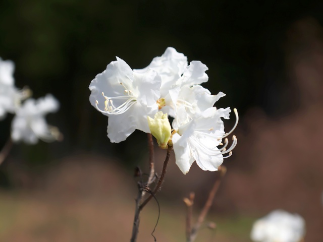 散歩道の花たち