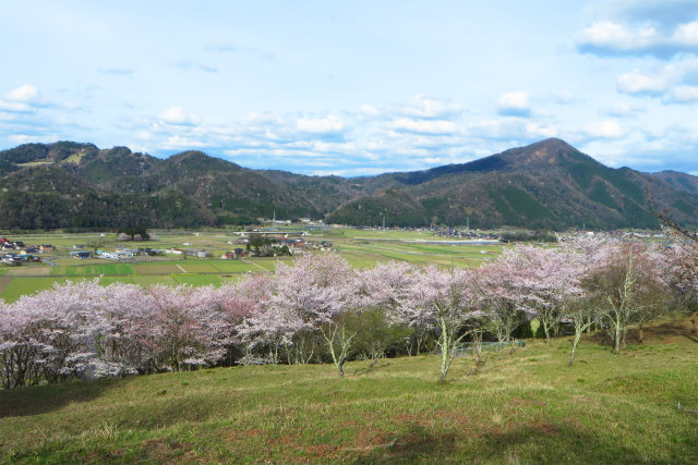 待ち遠しい桜の季節3