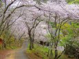 赤とんぼの里の桜並木