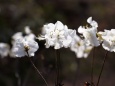 散歩道の花たち