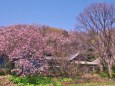 春の寺