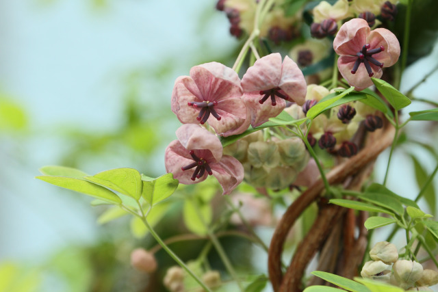 アケビの花