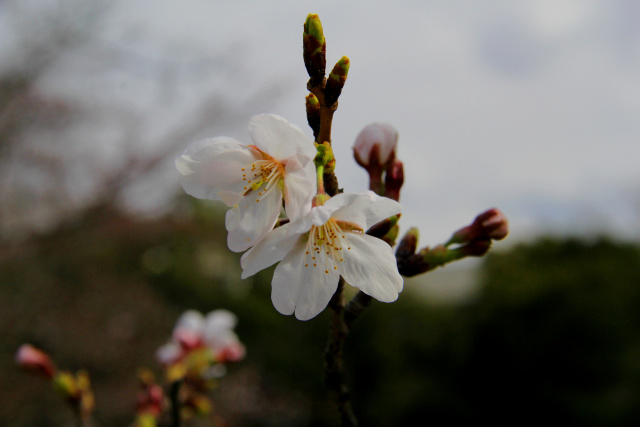 開花宣言