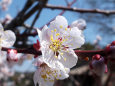 梅の花