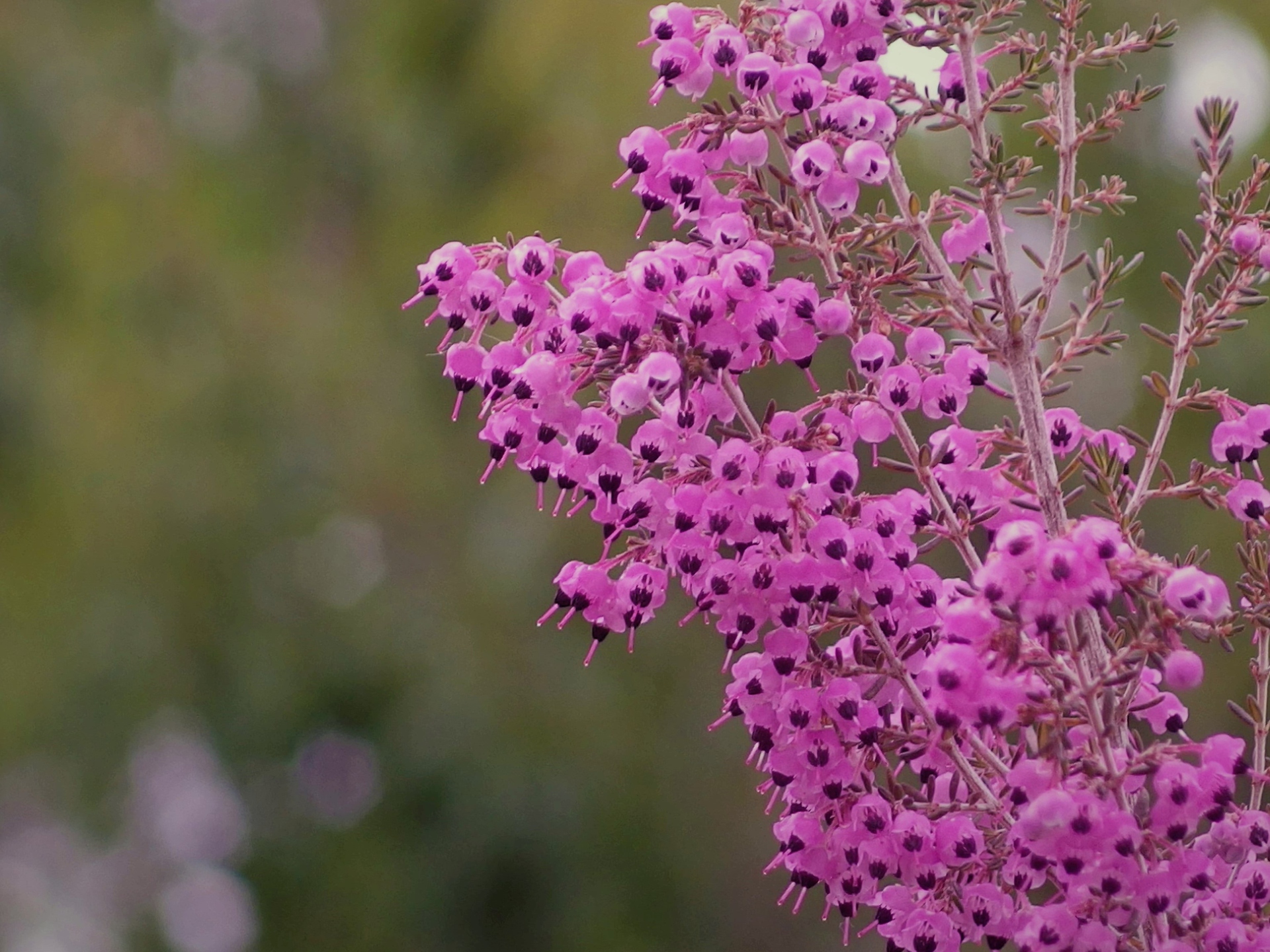 花 植物 ジャノメエリカ 壁紙19x1440 壁紙館