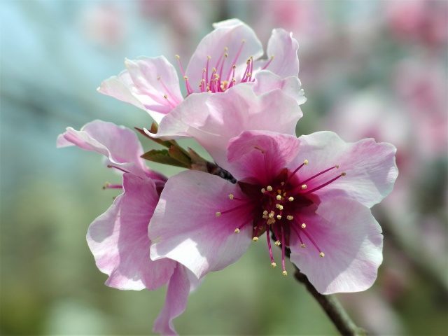 アーモンドの花