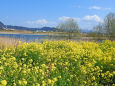 河川敷の菜の花