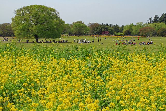 春の公園