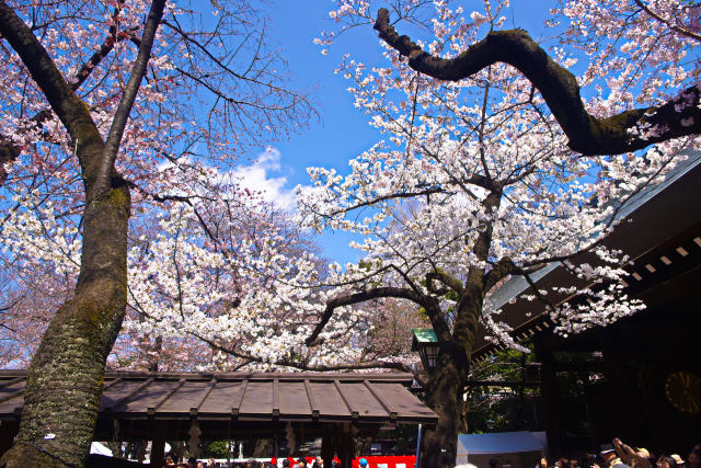 靖国神社の桜