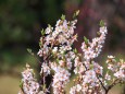 散歩道の花たち